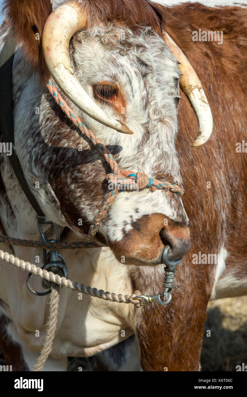 Bos primigenius. Inglese Longhorn vacca a Moreton in Marsh paese mostrano, nel Gloucestershire. Regno Unito Foto Stock