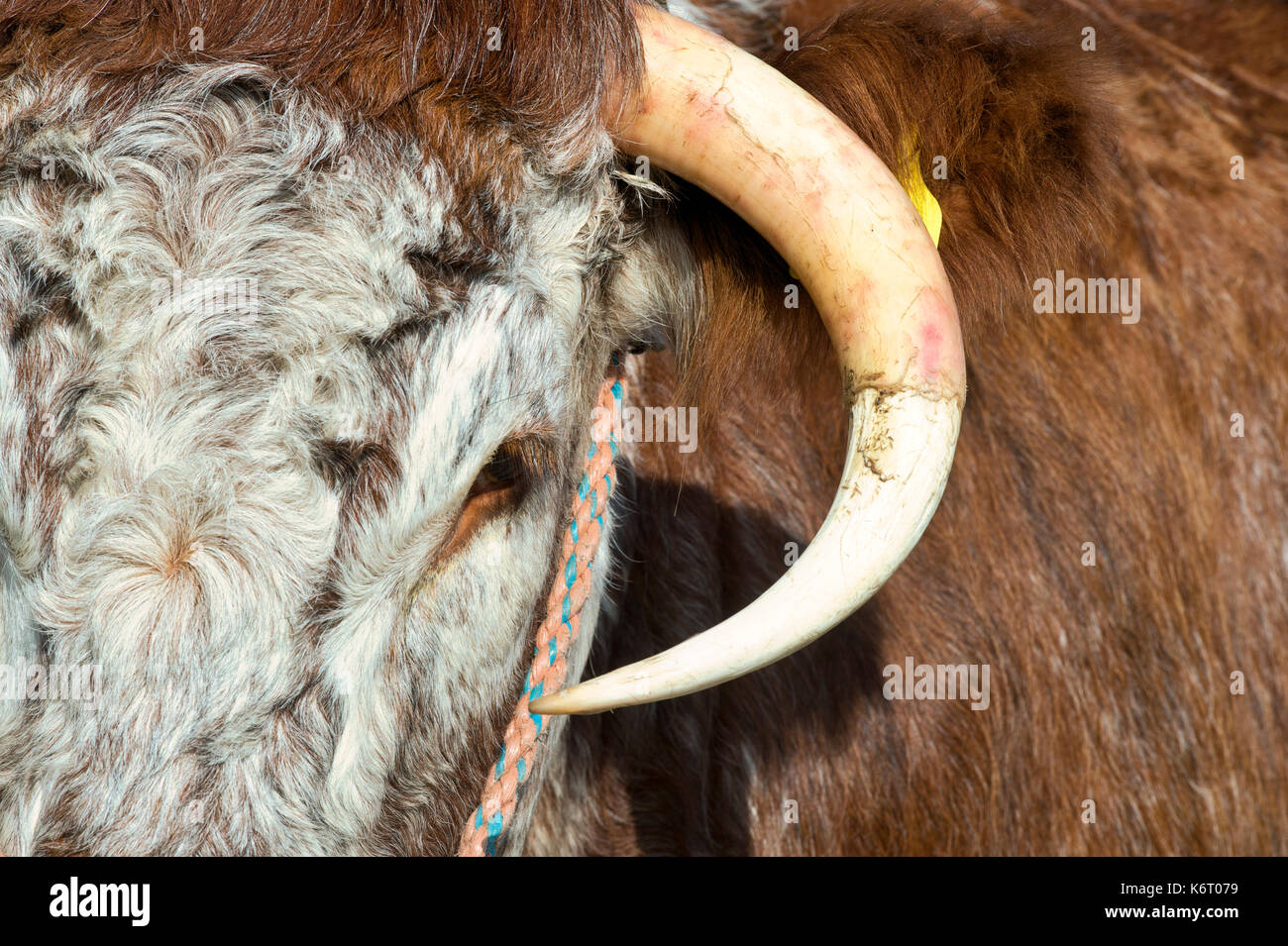 Bos primigenius. Inglese Longhorn vacca a Moreton in Marsh paese mostrano, nel Gloucestershire. Regno Unito Foto Stock