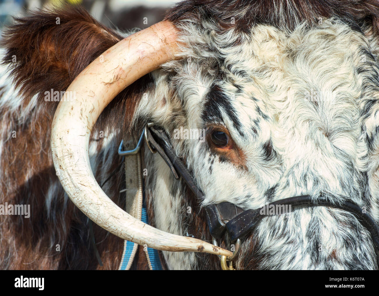 Bos primigenius. Inglese Longhorn vacca a Moreton in Marsh paese mostrano, nel Gloucestershire. Regno Unito Foto Stock