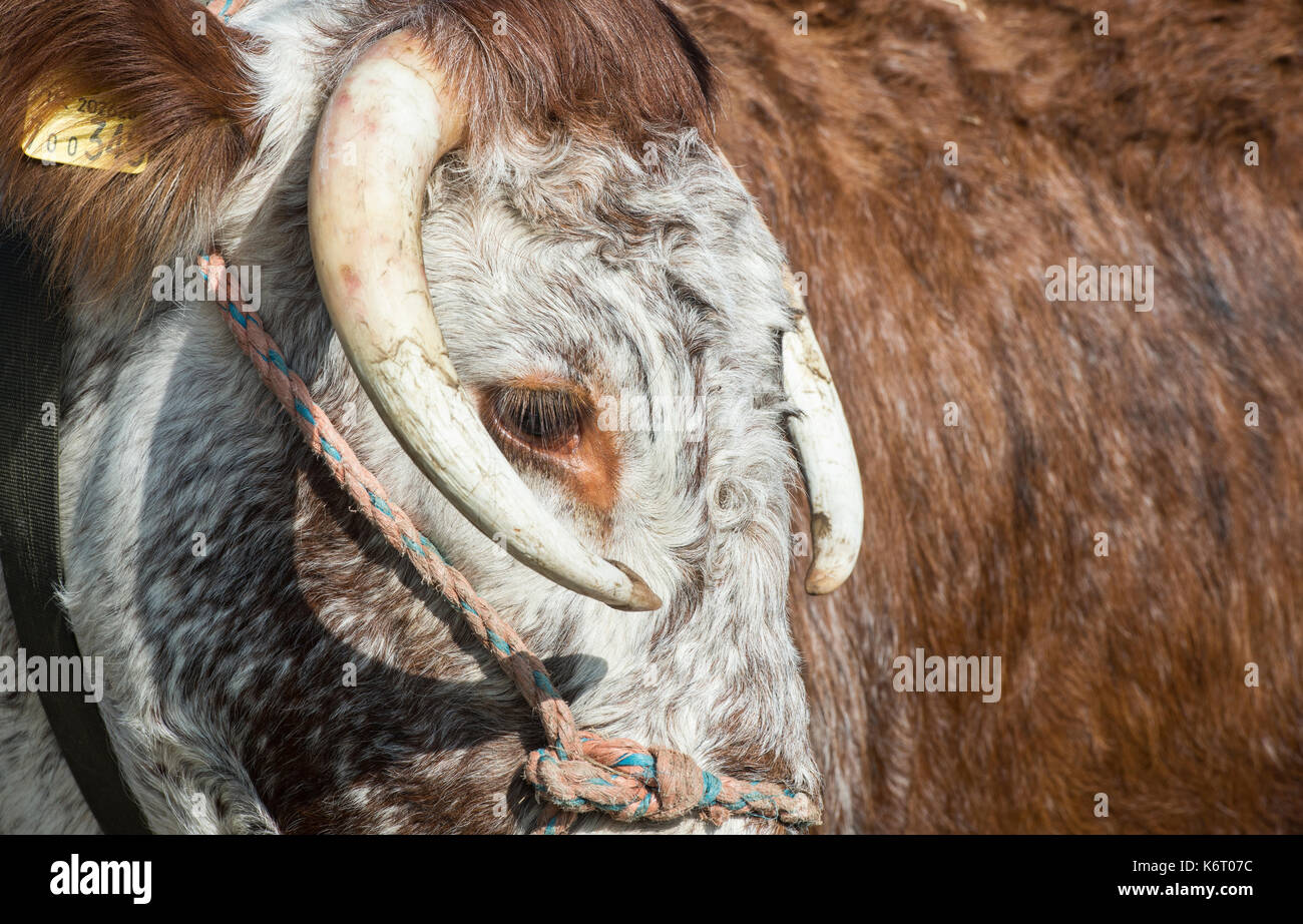 Bos primigenius. Inglese Longhorn vacca a Moreton in Marsh paese mostrano, nel Gloucestershire. Regno Unito Foto Stock