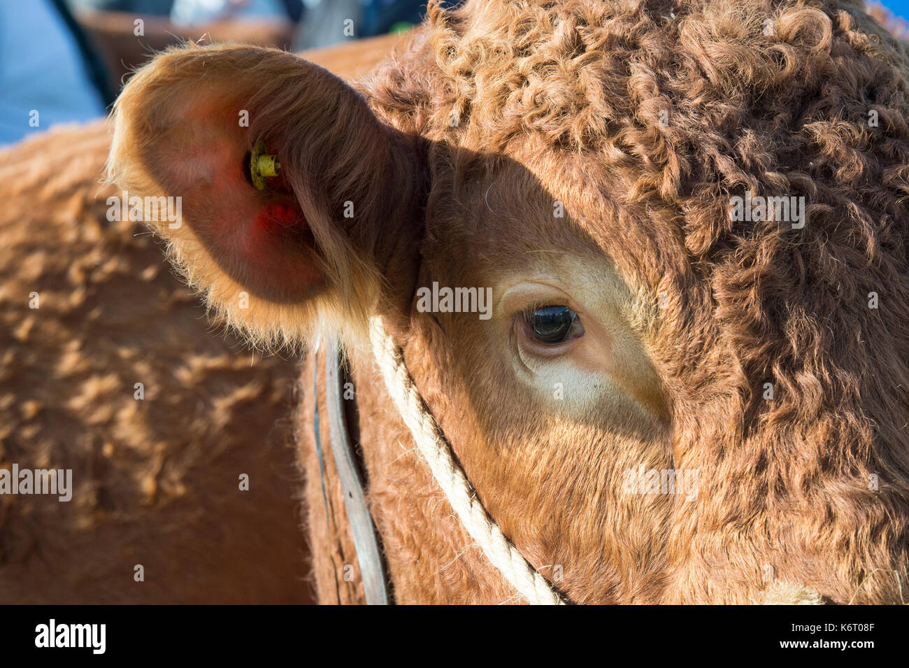 South Devon Bull a Moreton in Marsh paese mostrano, nel Gloucestershire. Regno Unito Foto Stock