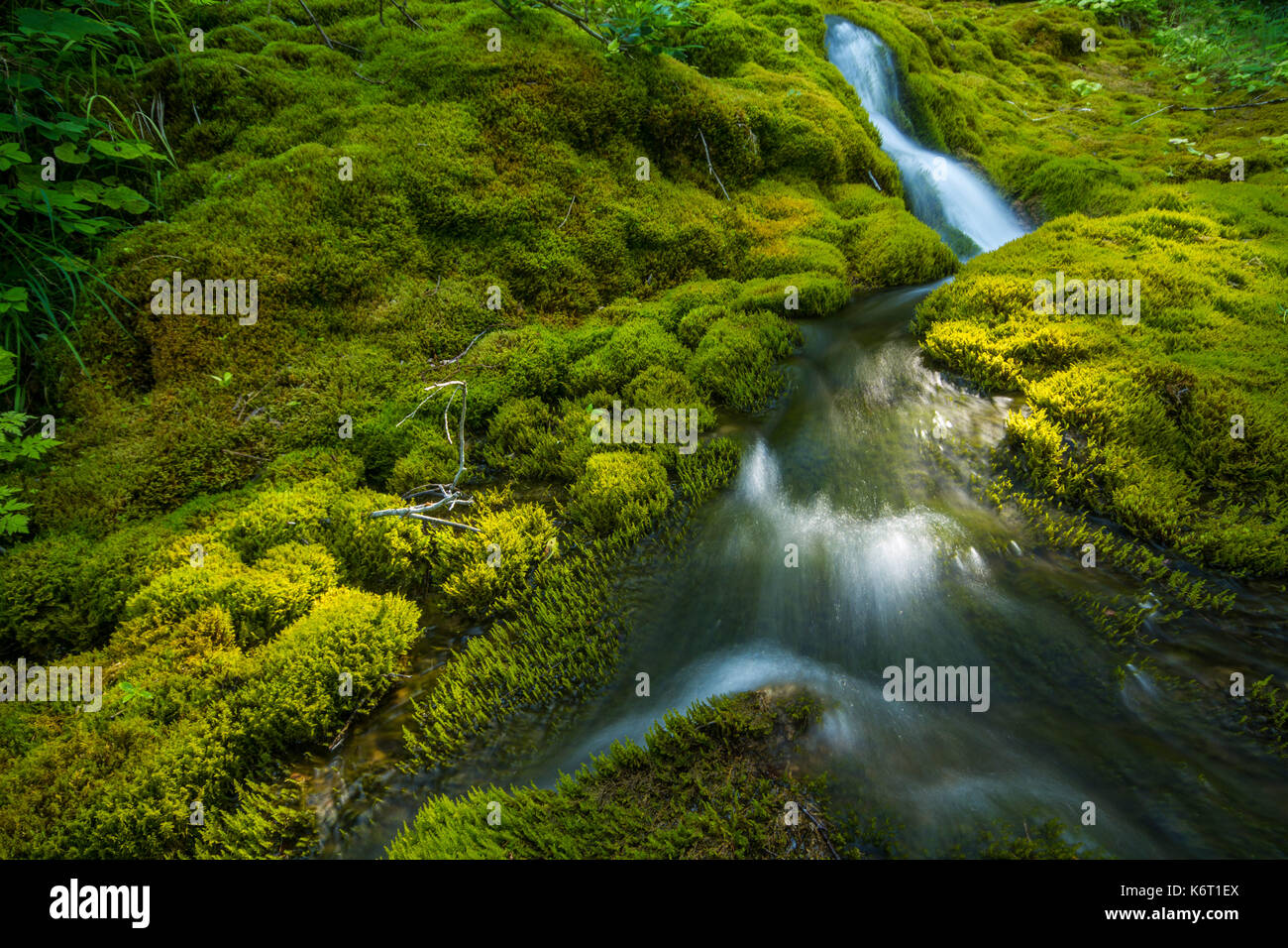 Piccola cascata nel mezzo di moss rocce coperte Foto Stock