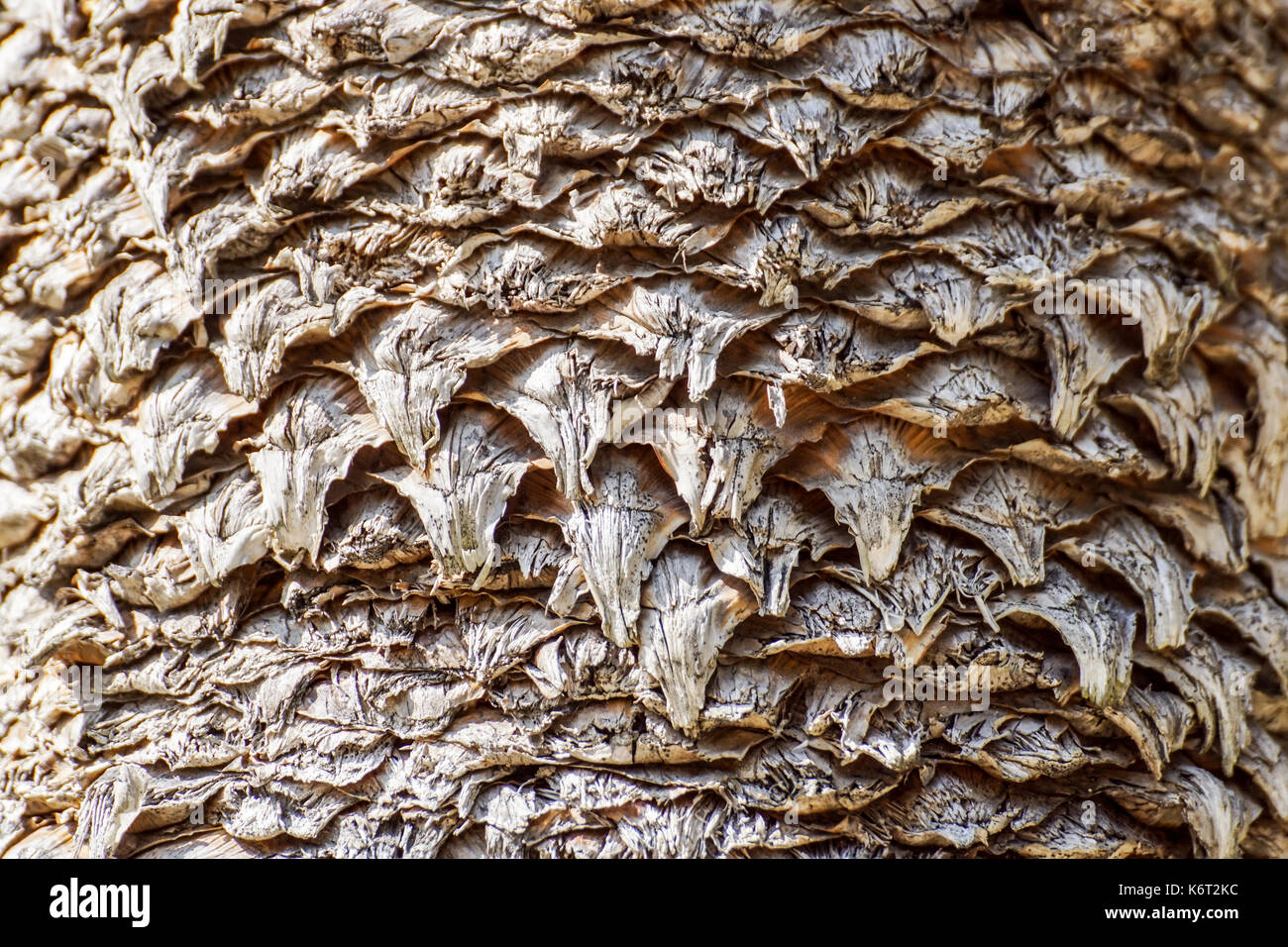 Schema naturale dalla corteccia del tronco della data Palm Tree . Foto Stock
