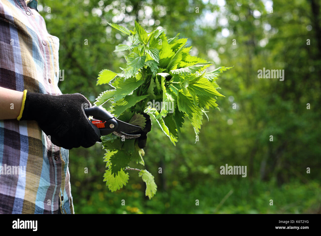 Ortica. verde ortica. l'erboristeria. erbe ortica. Una donna raccoglie ortiche nei boschi. . Foto Stock