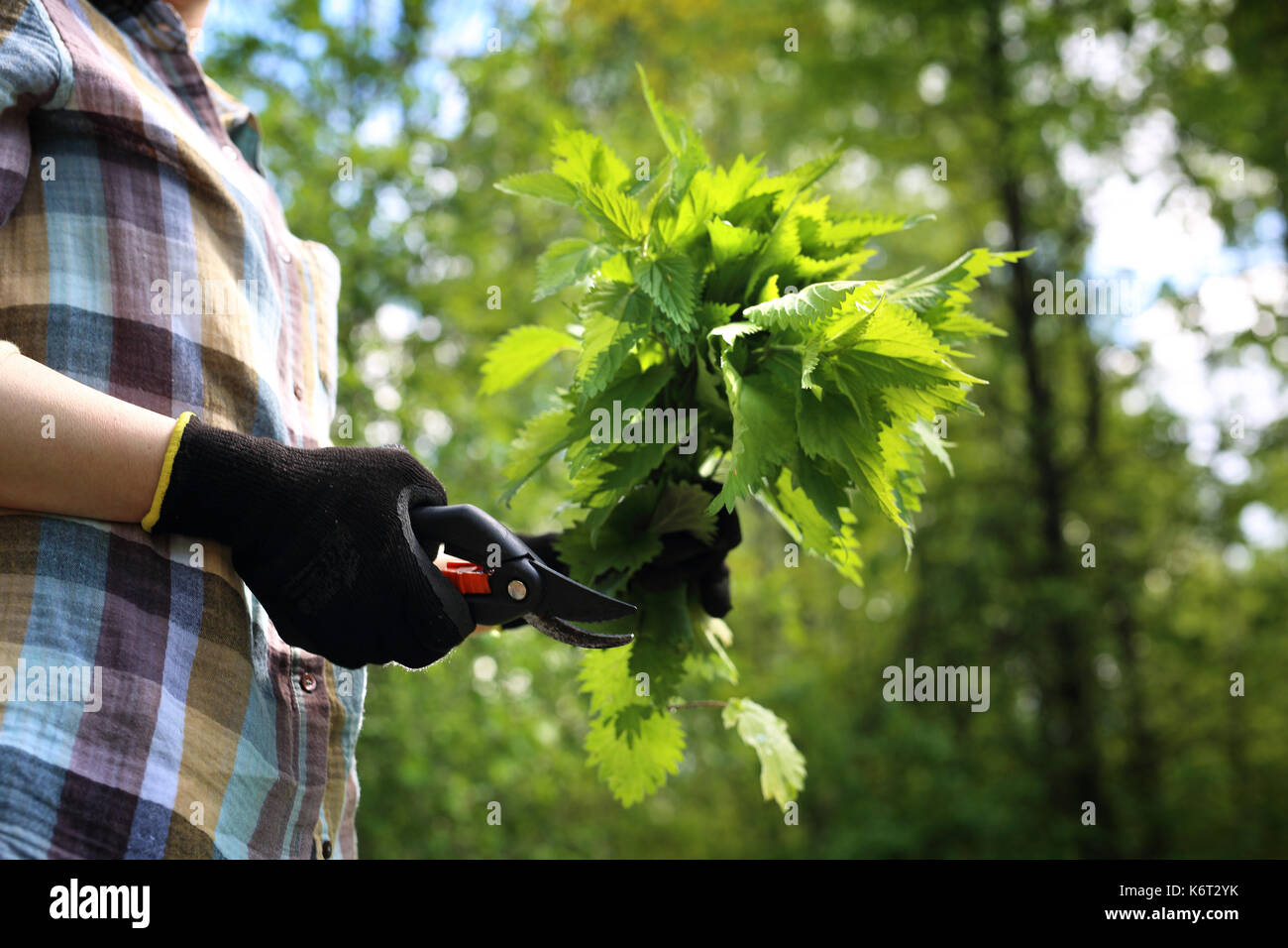 Ortica. verde ortica. l'erboristeria. erbe ortica. Una donna raccoglie ortiche nei boschi. . Foto Stock