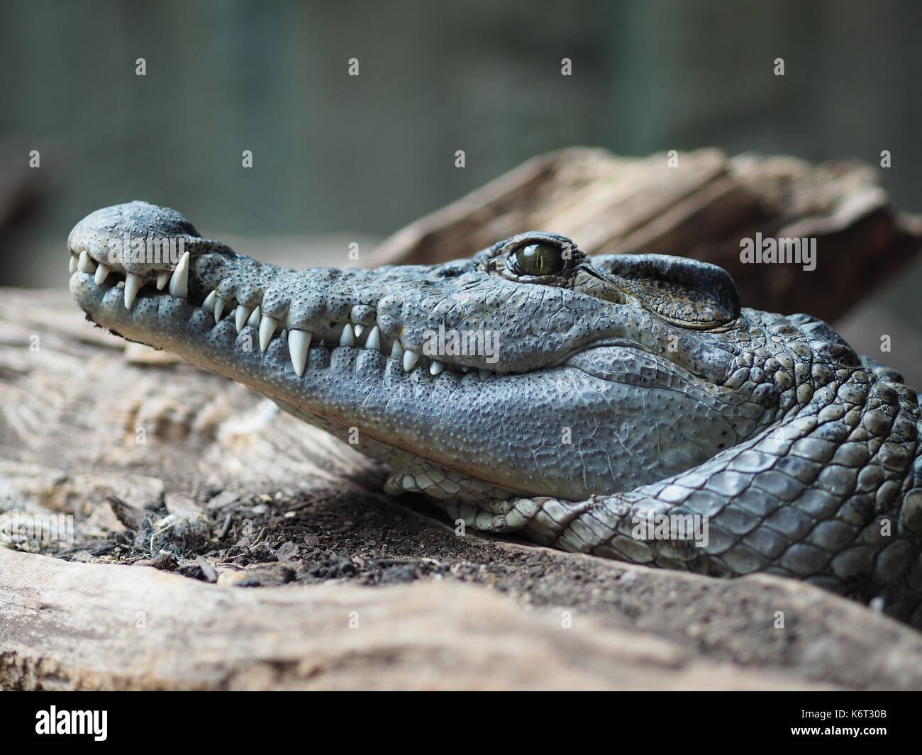 Una chiusura di un coccodrillo delle Filippine. Foto Stock