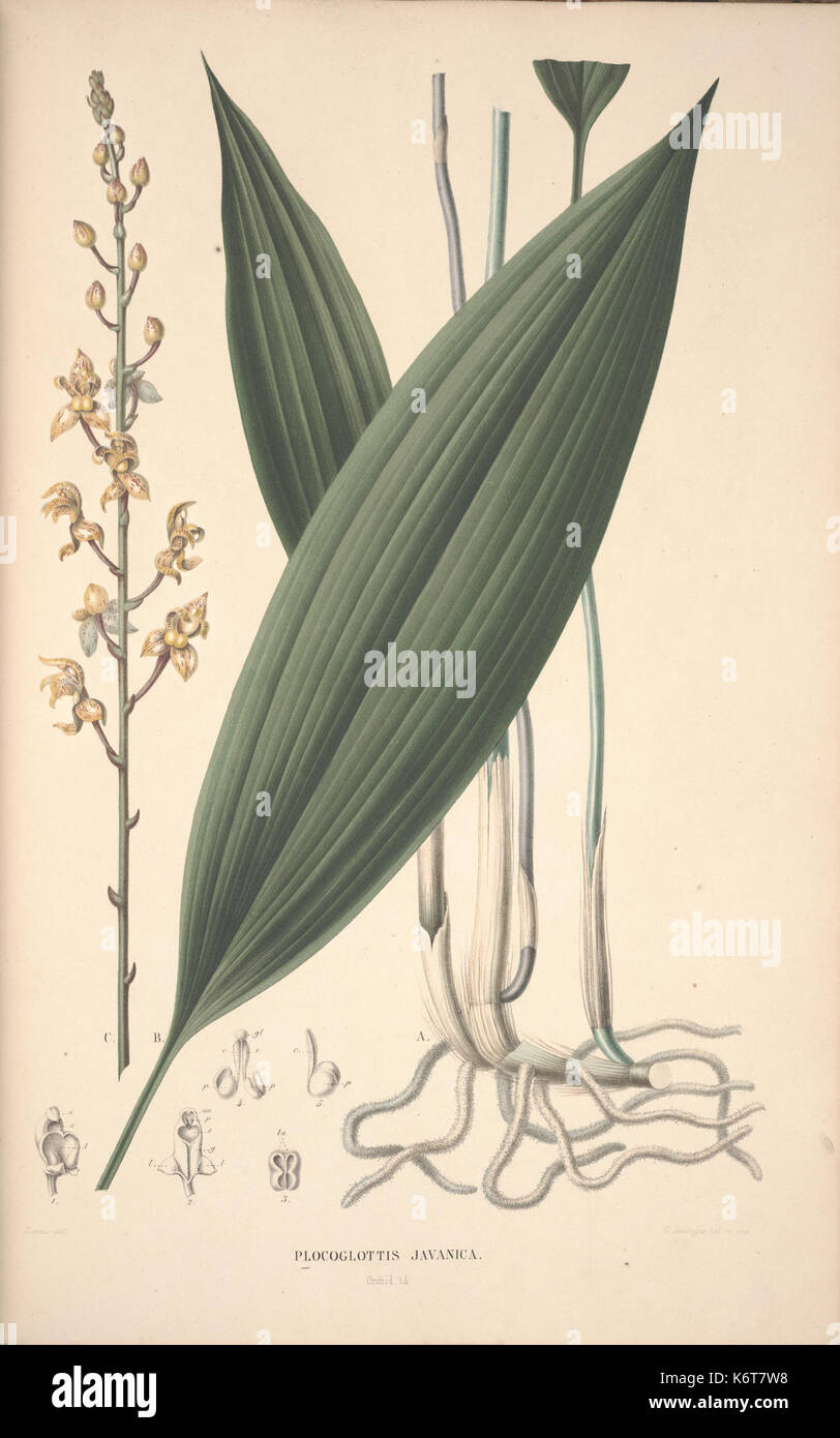 Flora Javae et insularum adjacentium (Orchid 13) BHL35806287 Foto Stock