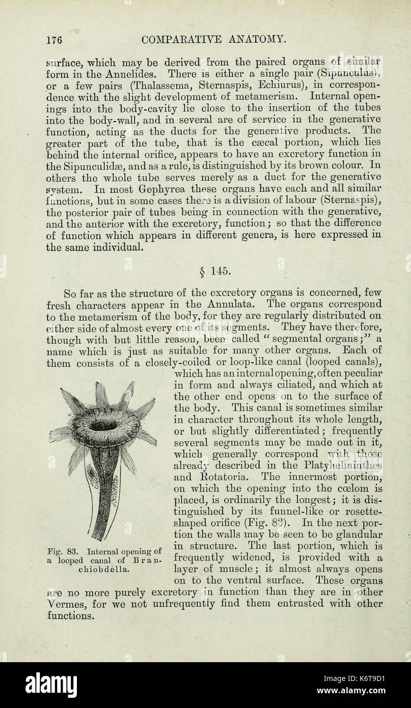 Elementi di anatomia comparata (pagina 176) BHL33482739 Foto Stock