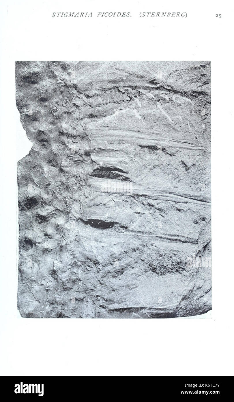 Piante fossili (pagina 25) BHL42603276 Foto Stock