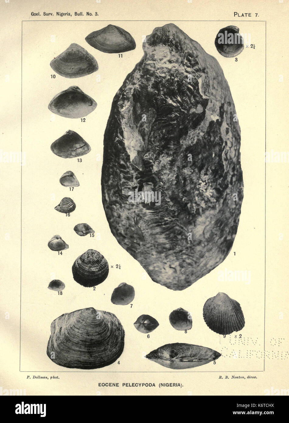 Eocene Mollusca dalla Nigeria BHL22642759 Foto Stock