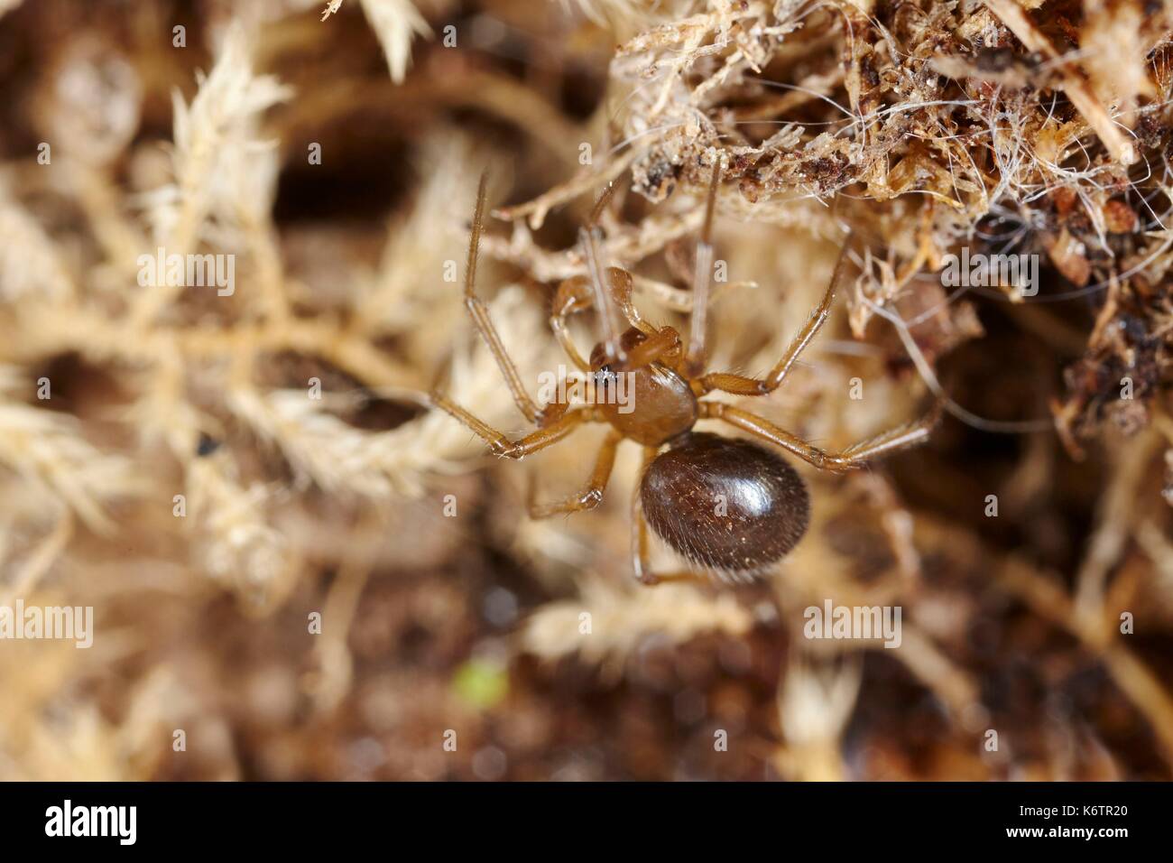 Francia, Morbihan, Araneae, Linyphiidae, tessitore Amaca Amaca o spider Erigone (sp) Foto Stock