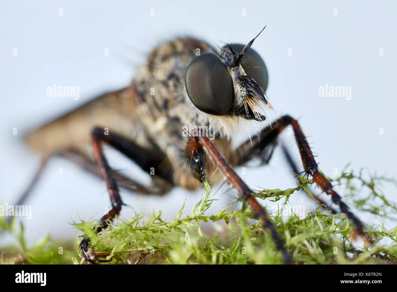 Francia, Morbihan, Diptera, Asilidae, Rober Fly o Assassin Fly Machimus (sp) Foto Stock