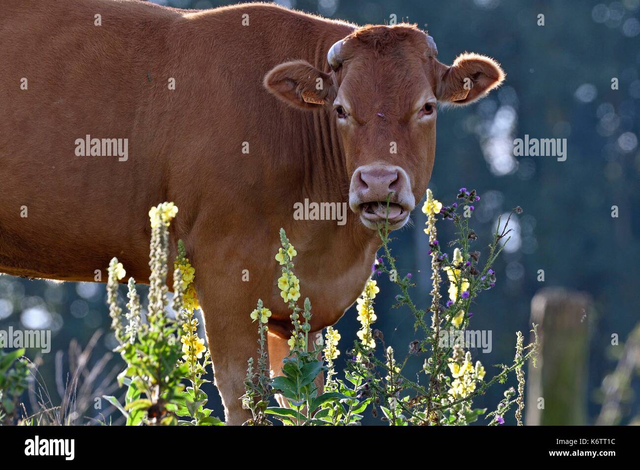 Francia, Giura, abbassare il Doubs valley, limousine vacca pature mangiare fiori selvatici Foto Stock