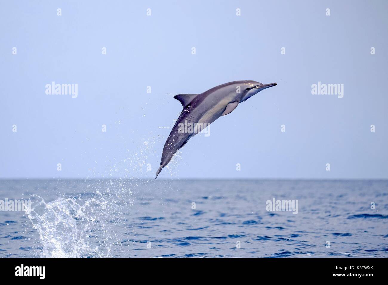 Sri Lanka, costa nord-occidentale dello Sri Lanka, Kalpitiya, Spinner (Delfino Stenella longirostris) Foto Stock