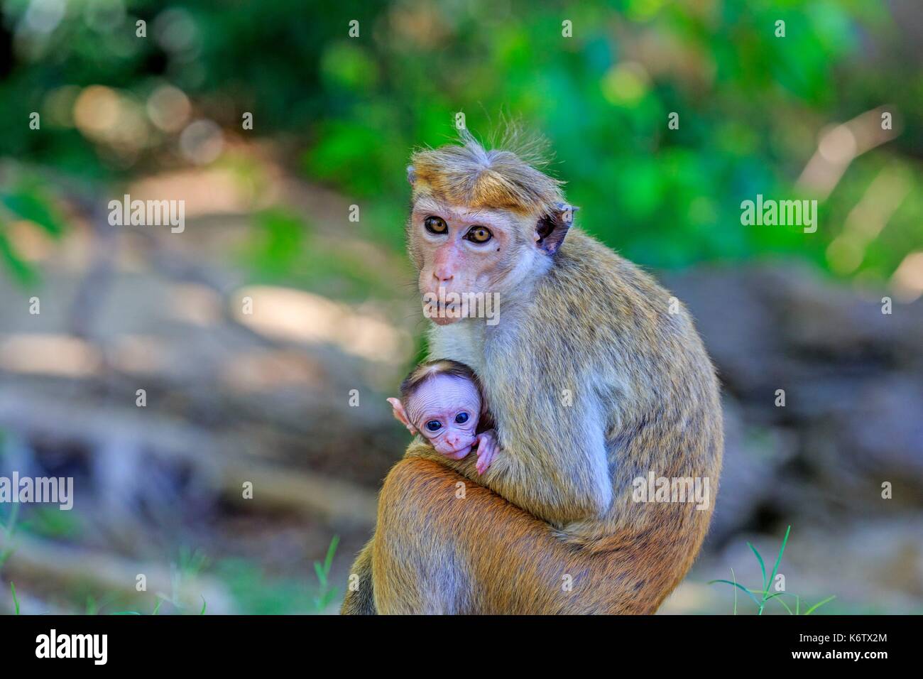 Sri Lanka, Yala National patk, Toque macaque (Macaca sinica) Foto Stock