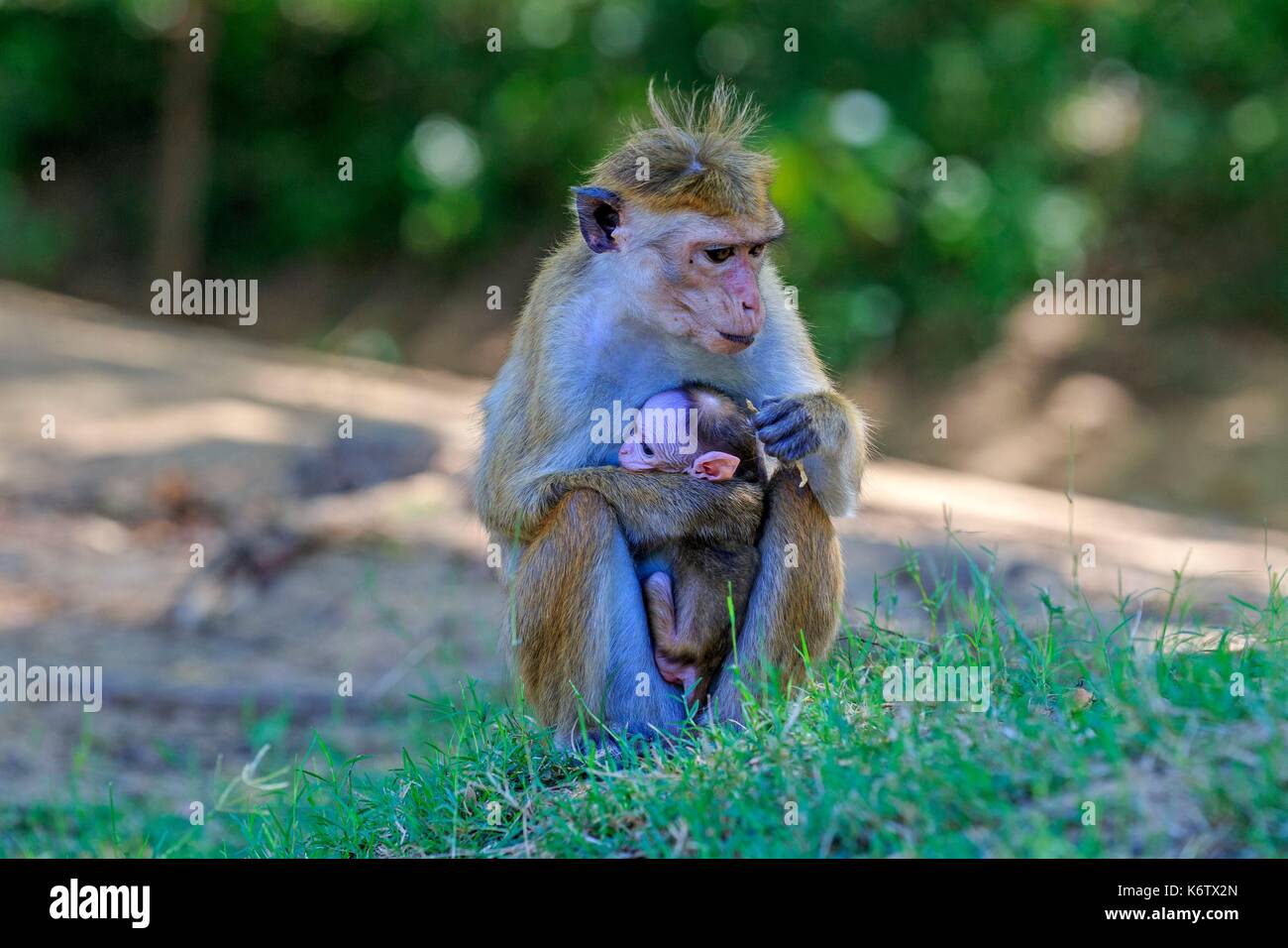 Sri Lanka, Yala National patk, Toque macaque (Macaca sinica) Foto Stock