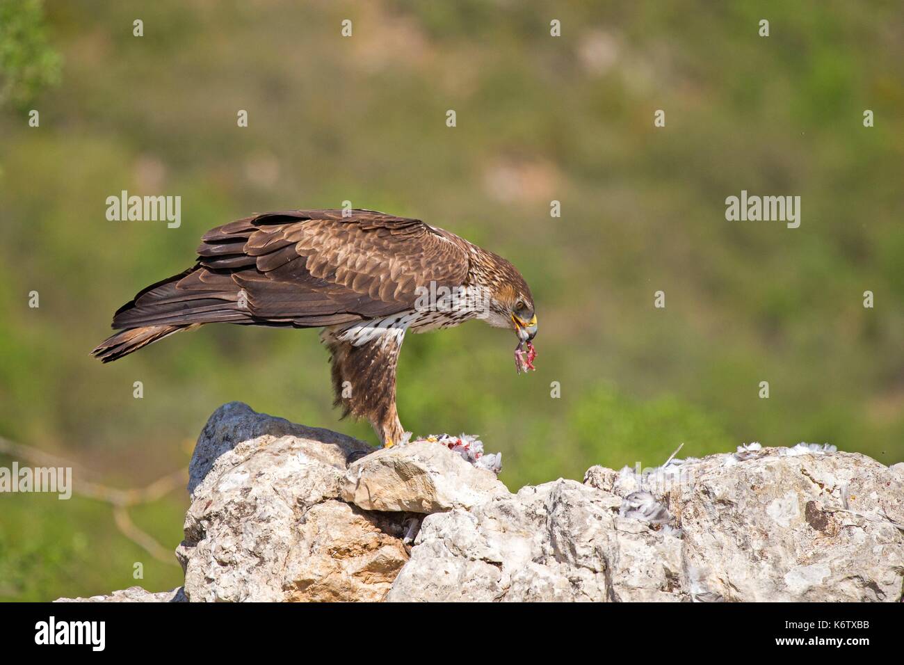 In Spagna, in Catalogna, Pre-Pyrenees, Montsonis, l'aquila del Bonelli o Eurasian hawk-eagle, Hieraetus fasciatus o Aquila fasciata, foto scattata da nascondere, in corrispondenza di una stazione di alimentazione per scopi di conservazione, utillizing live piccioni domestici catturati come parassiti in una città vicina Foto Stock