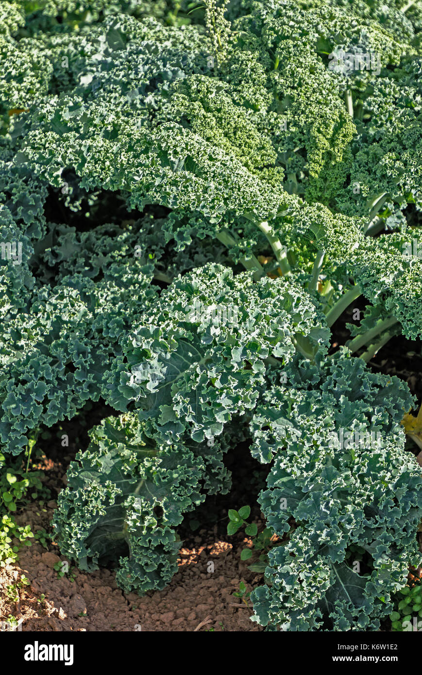 Cavolo laciniato (Brassica oleracea) piante nel campo Foto Stock