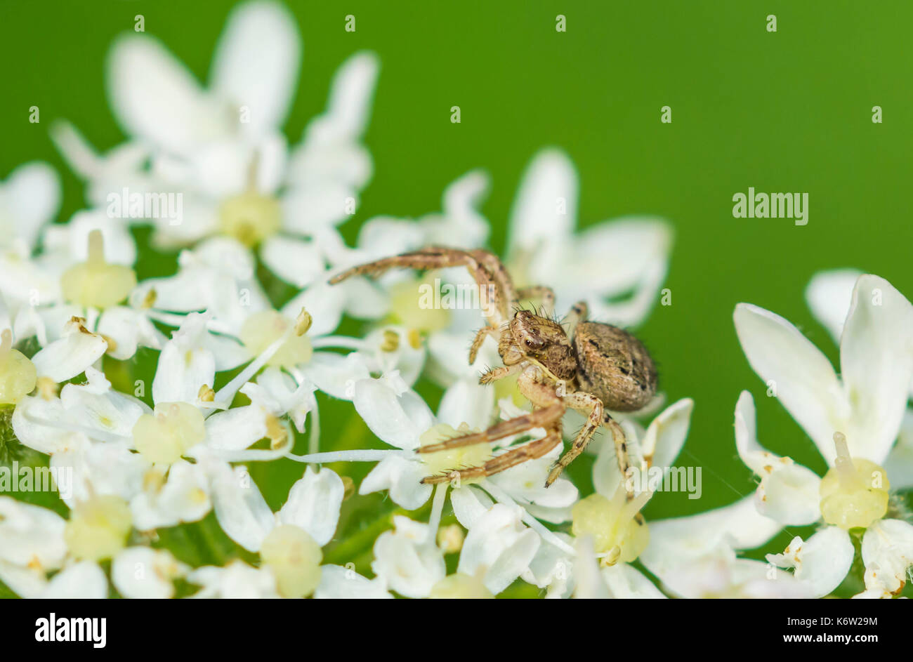 Il ragno granchio (Thomisidae), un ragno predatoria, seduto su un fiore bianco nel West Sussex, in Inghilterra, Regno Unito. Foto Stock
