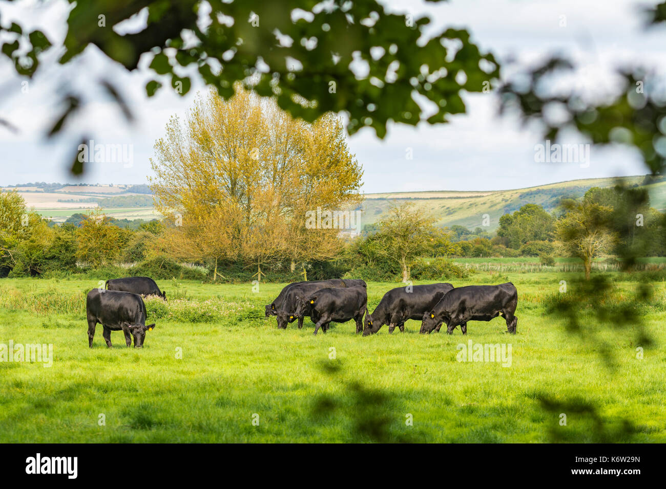 Mandria di mucche in un campo nella campagna britannica a inizio autunno in Arundel, West Sussex, in Inghilterra, Regno Unito. Foto Stock