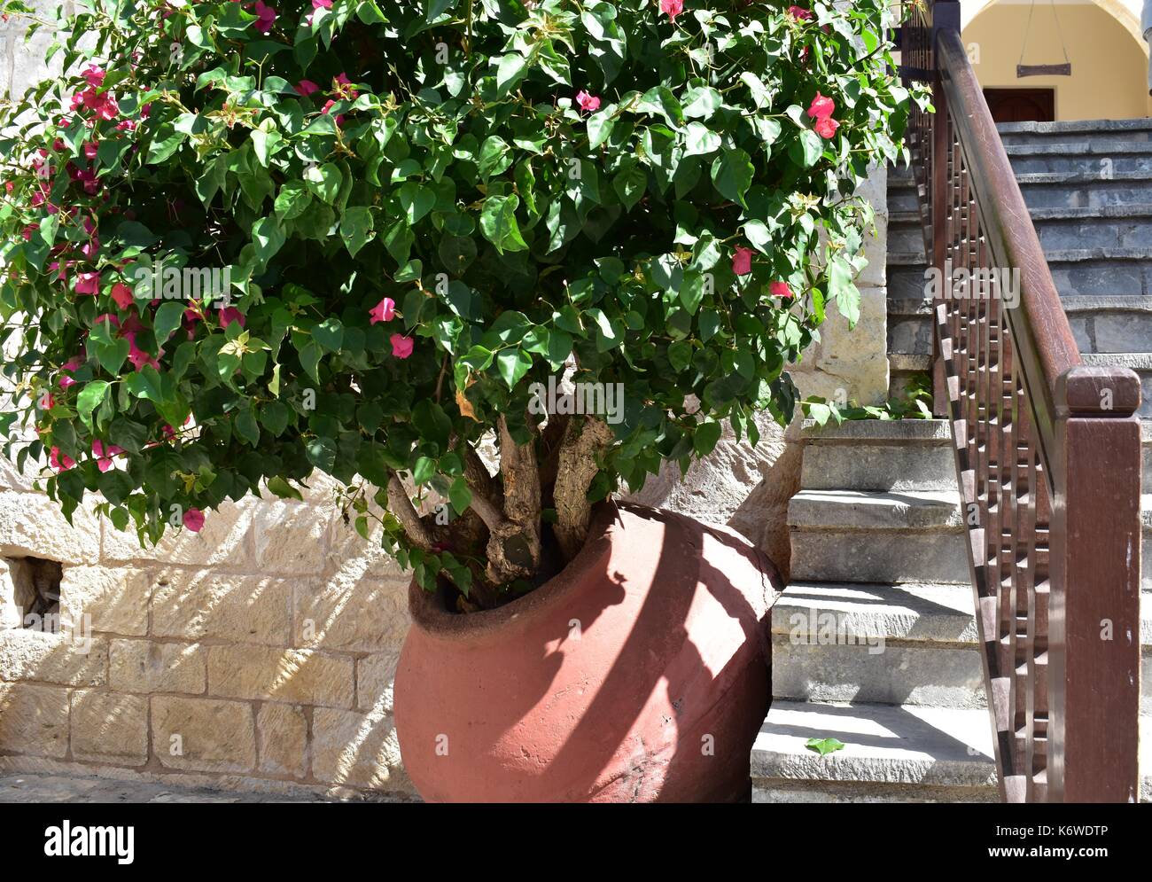 Un pithos storage vaso contenente una pianta di bougainvillea presso il monastero di Agios neofytos a Cipro. Foto Stock