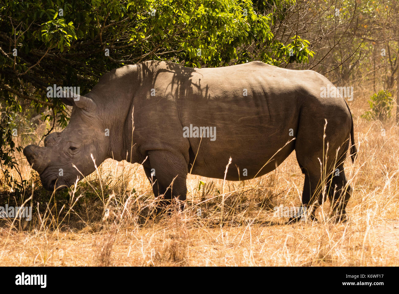 Nord del rinoceronte bianco (Ceratotherium simum cottoni), eretta nell'ombra di una boccola, ziwa SANTUARIO DI RHINO, UGANDA Foto Stock