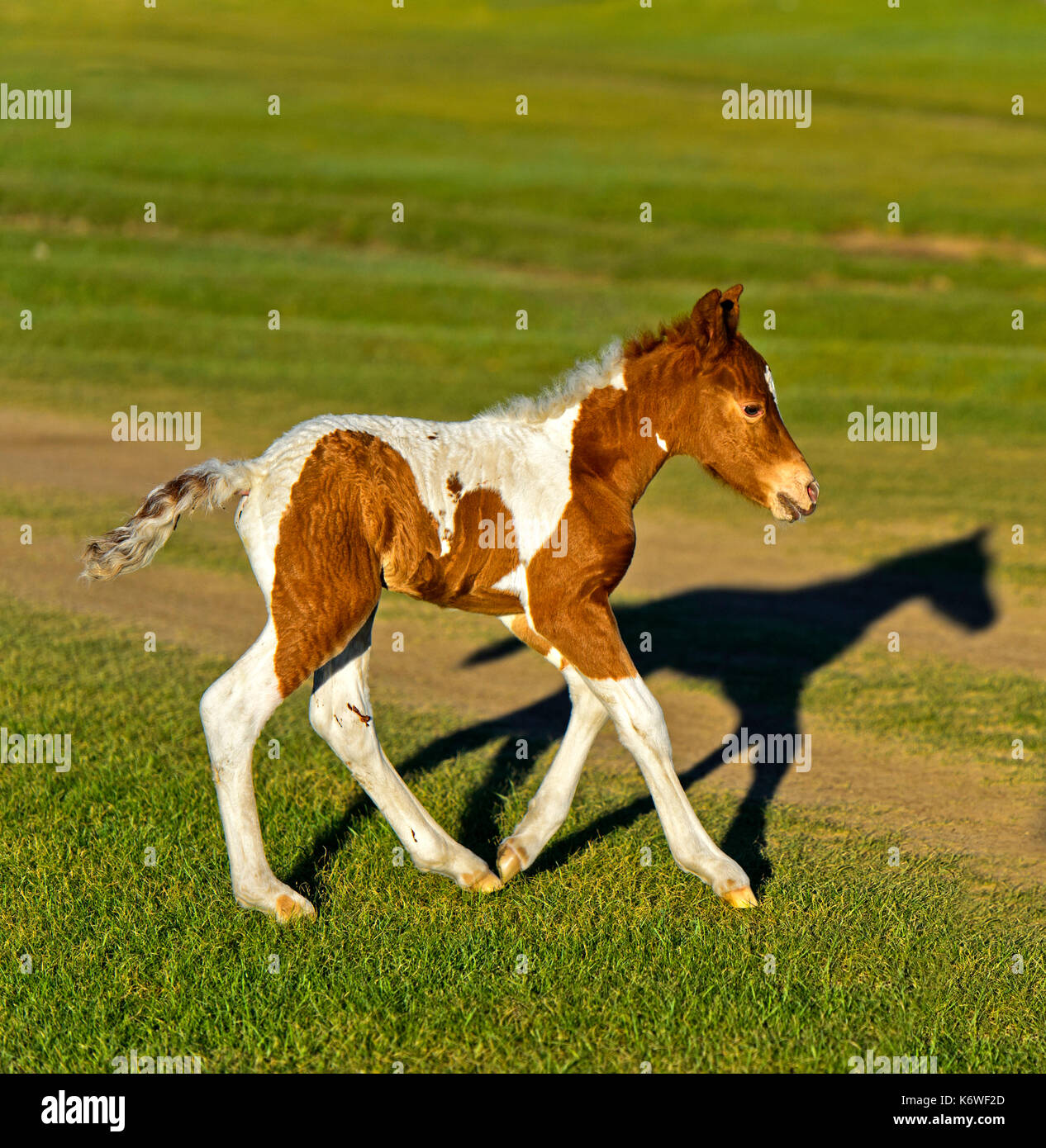 Macchiato il puledro (Equus), orchon valley, Mongolia Foto Stock