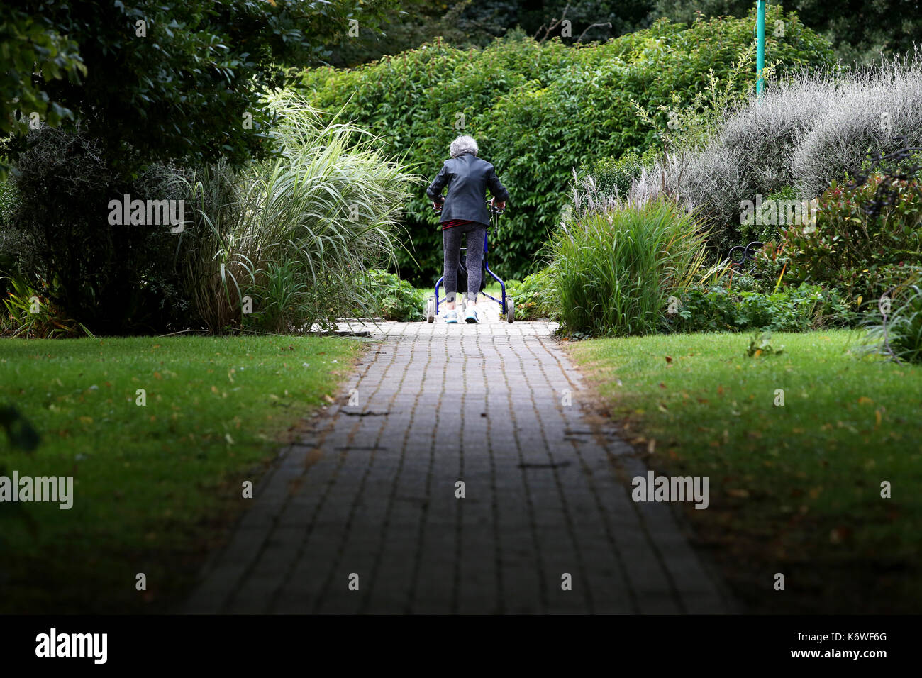 Una donna anziana foto camminando lentamente con un tri walker aiuto attraverso un parco in felpham, west sussex, Regno Unito. Foto Stock