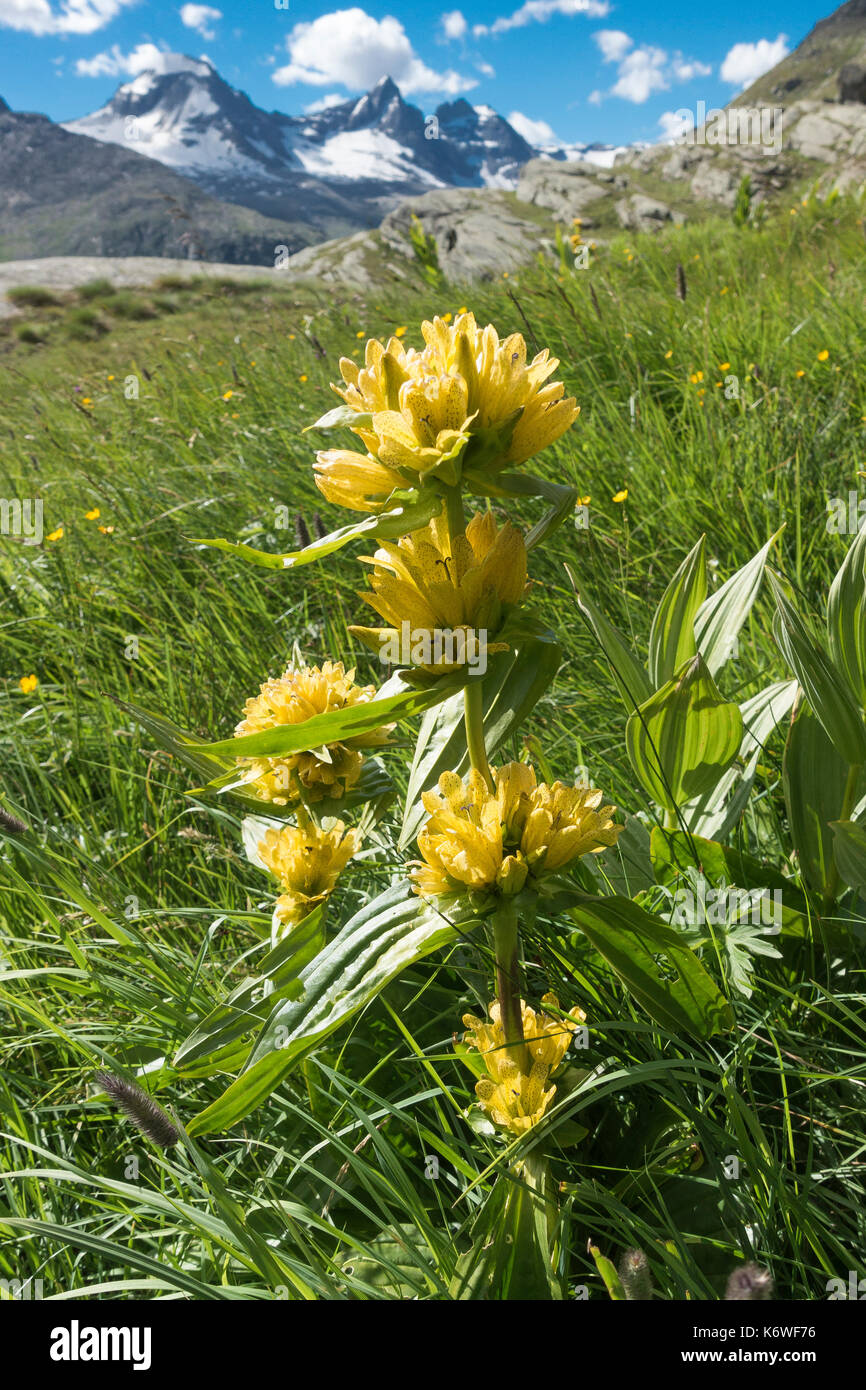 La genziana punteggiata o spot genziana (gentiana punctata), su di un prato di montagna sopra la valle di Valsavarenche, valsavarenche valle, Foto Stock