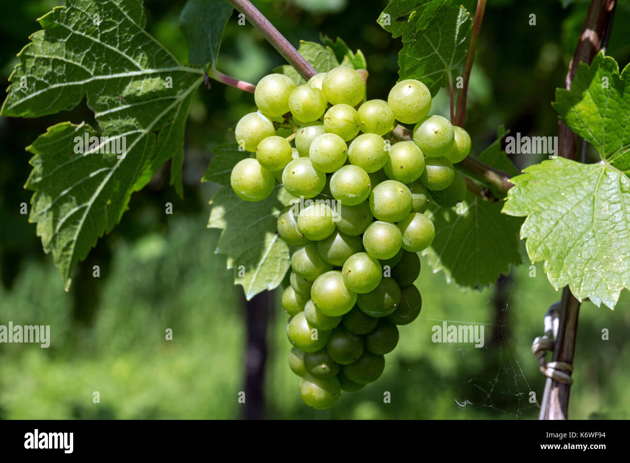 Le uve bianche, uva nobile vitigno di uva (Vitis vinifera), Fruchtstand, Baden-Württemberg, Germania Foto Stock
