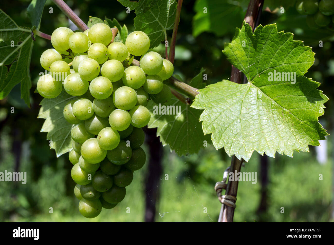 Le uve bianche, uva nobile vitigno di uva (Vitis vinifera), Fruchtstand, Baden-Württemberg, Germania Foto Stock