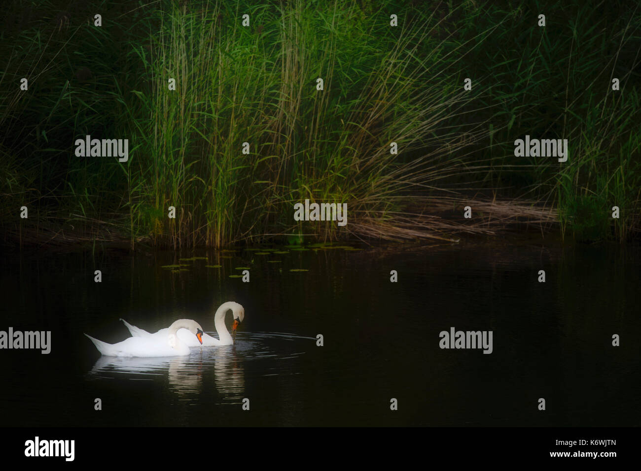 2 cigni muti (Cygnus olor), Riserva Naturale del lago Federsee, Sito Patrimonio dell'Umanità dell'UNESCO, Bad Buchau Foto Stock
