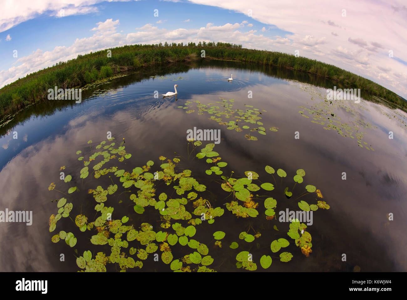 Due cigni muti (Cygnus olor), Lilies, Riserva Naturale del Lago Federsee, Sito Patrimonio dell'Umanità dell'UNESCO, Bad Buchau Foto Stock