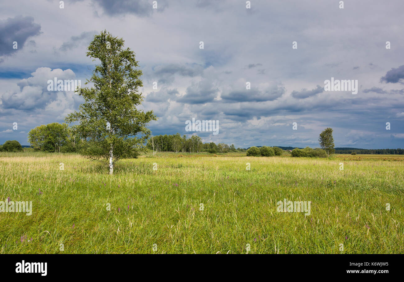Riserva naturale del lago Federsee, patrimonio dell'umanità dell'UNESCO, Bad Buchau, alta Svevia Baden-Württemberg, Germania Foto Stock