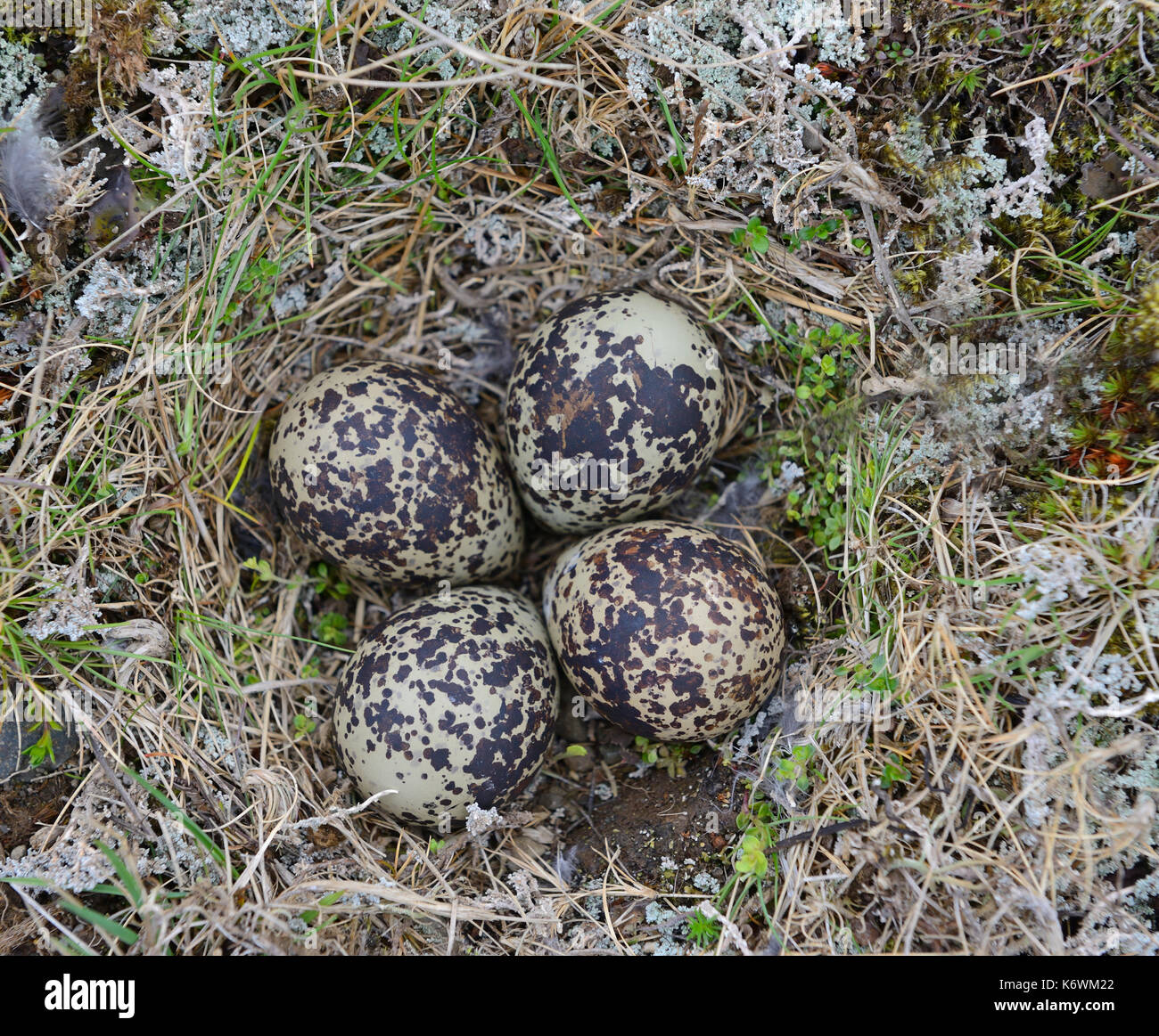 Eurasian golden plover (Pluvialis apricaria), nidi, quattro uova nel nido sul terreno, Isola Foto Stock