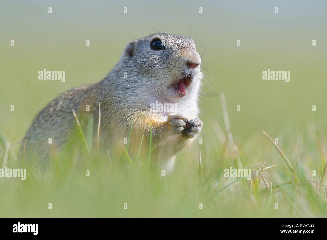 Terreno europeo scoiattolo (Spermophilus citellus), animale ritratto, area di vienna, Austria Foto Stock