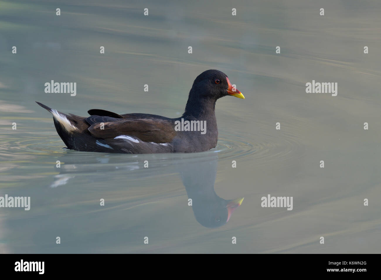 Comune (moorhen gallinula chloropus) galleggia nell'acqua, spiegelung, Tirolo, Austria Foto Stock