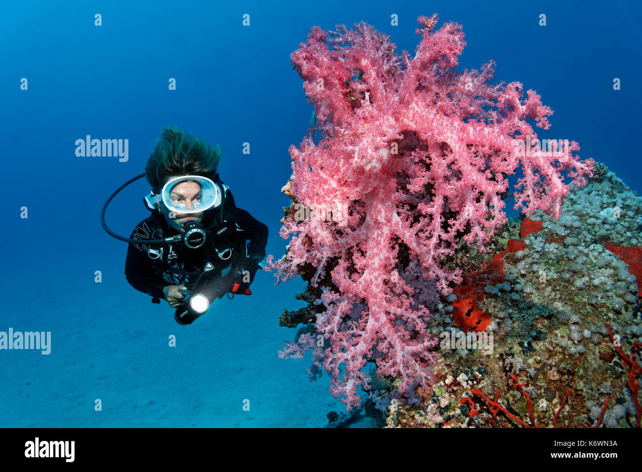 Il subacqueo guarda il corallo morbido di Klunzinger (Dendronephthya klunzingeri), rosso, la Grande barriera Corallina, UNESCO Foto Stock