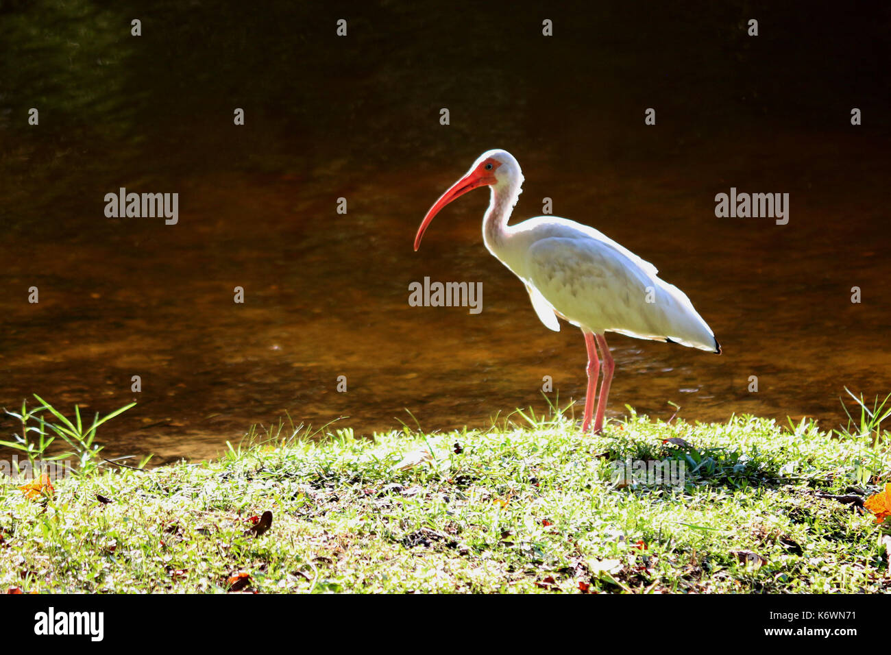 Un nord americano bianco ibis sulla riva di un fresco laghetto in Florida Foto Stock