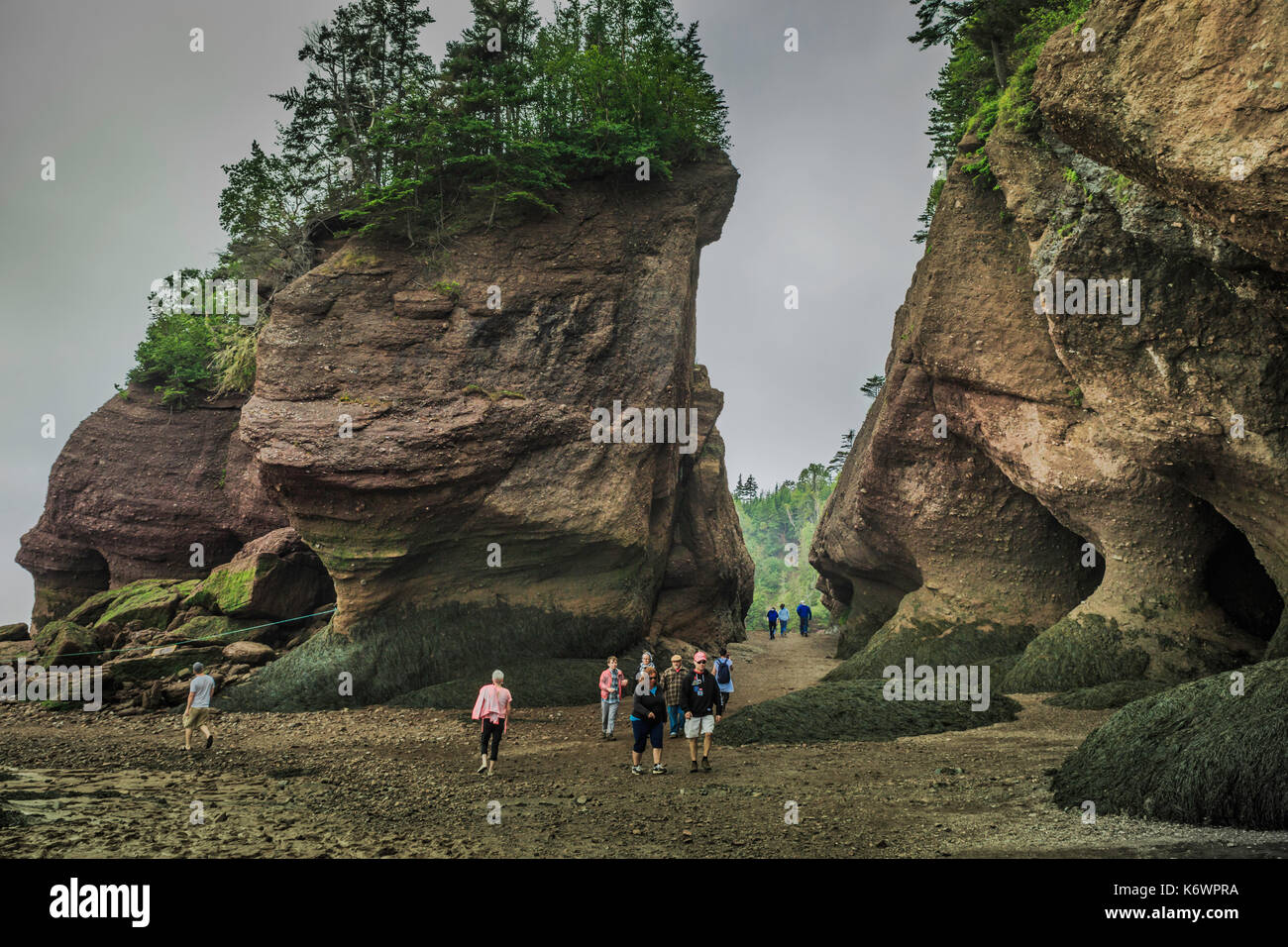 Insolite formazioni di roccia da erosione di scogliere a hopewell rocks, New Brunswick, Canada Foto Stock