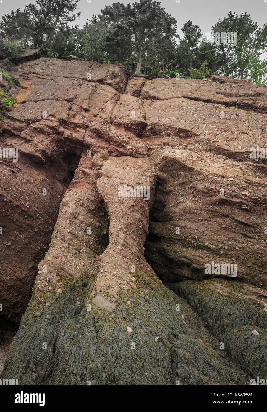 Erosione della parete a strapiombo dal movimento di marea, Hopewell Rocks, New Brunswick, Canada Foto Stock