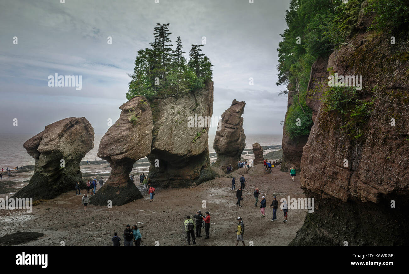 Guardando verso il basso sul fondo dell'oceano e insolite formazioni di roccia a hopewell rocks, baia di Fundy, New Brunswick, Canada Foto Stock