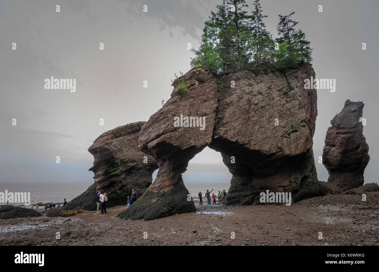 Alberi che crescono sulla parte superiore delle formazioni rocciose a hopewell rocks, baia di Fundy, New Brunswick, Canada Foto Stock