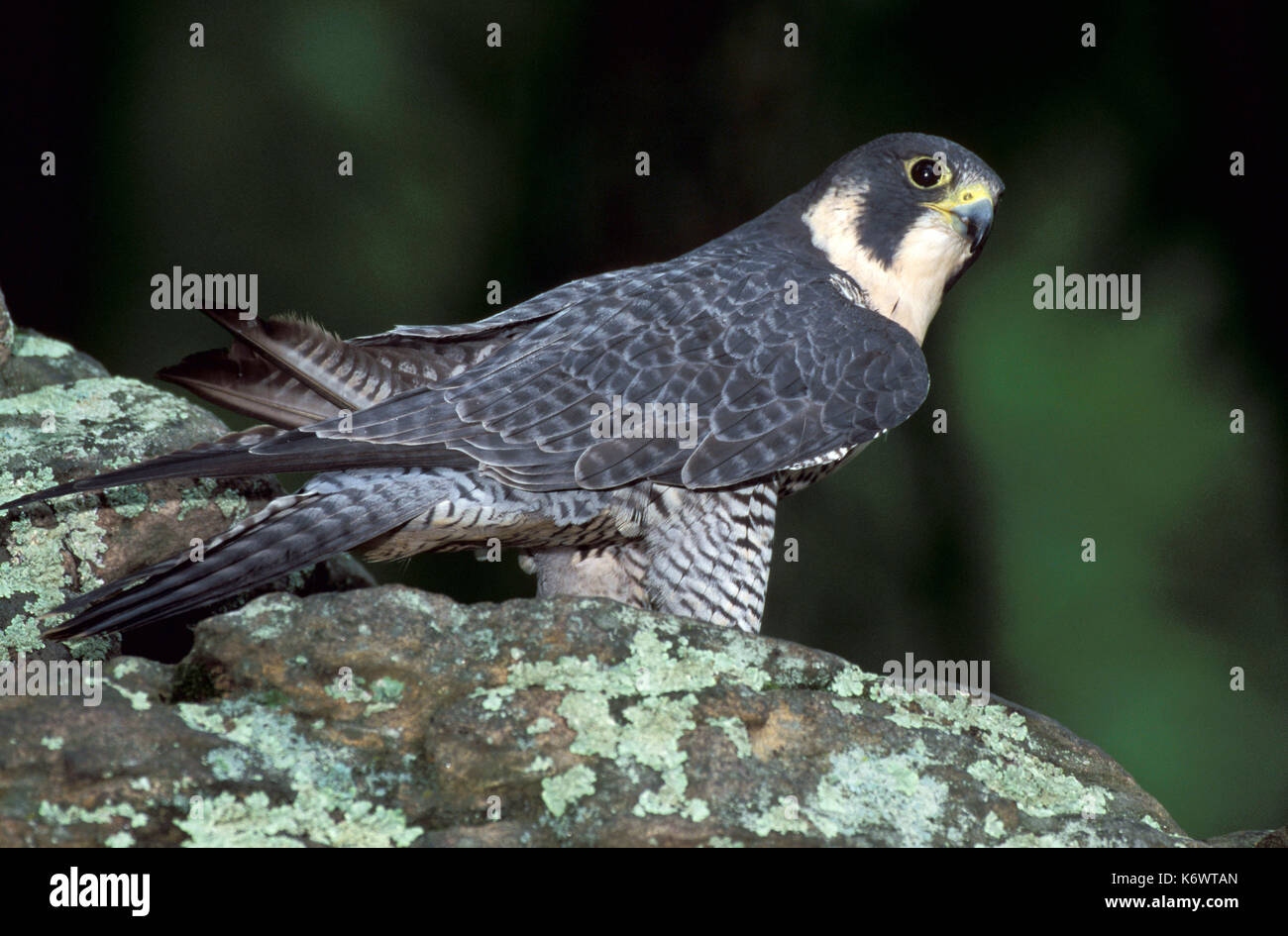 Falco pellegrino, falco peregrinus, sul bordo roccioso, situazione controllata. Foto Stock