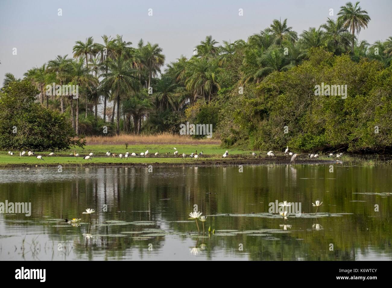Guinee Bissau, arcipelago Bijagos elencati come si Riserva Biosfera dall'UNESCO, Imbone island, il parco nazionale di Orango Foto Stock