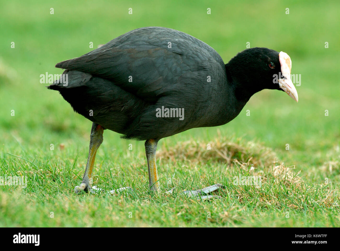 La folaga, fulica atra, alimentazione, black bird white bill e testa, slimbridge. Foto Stock
