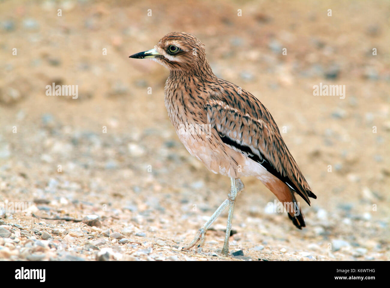 Pietra, curlew burhinus oedicnemus, in ambiente desertico, grandi occhi, lungo le gambe, che si trovano in tutta Europa e Africa. Foto Stock