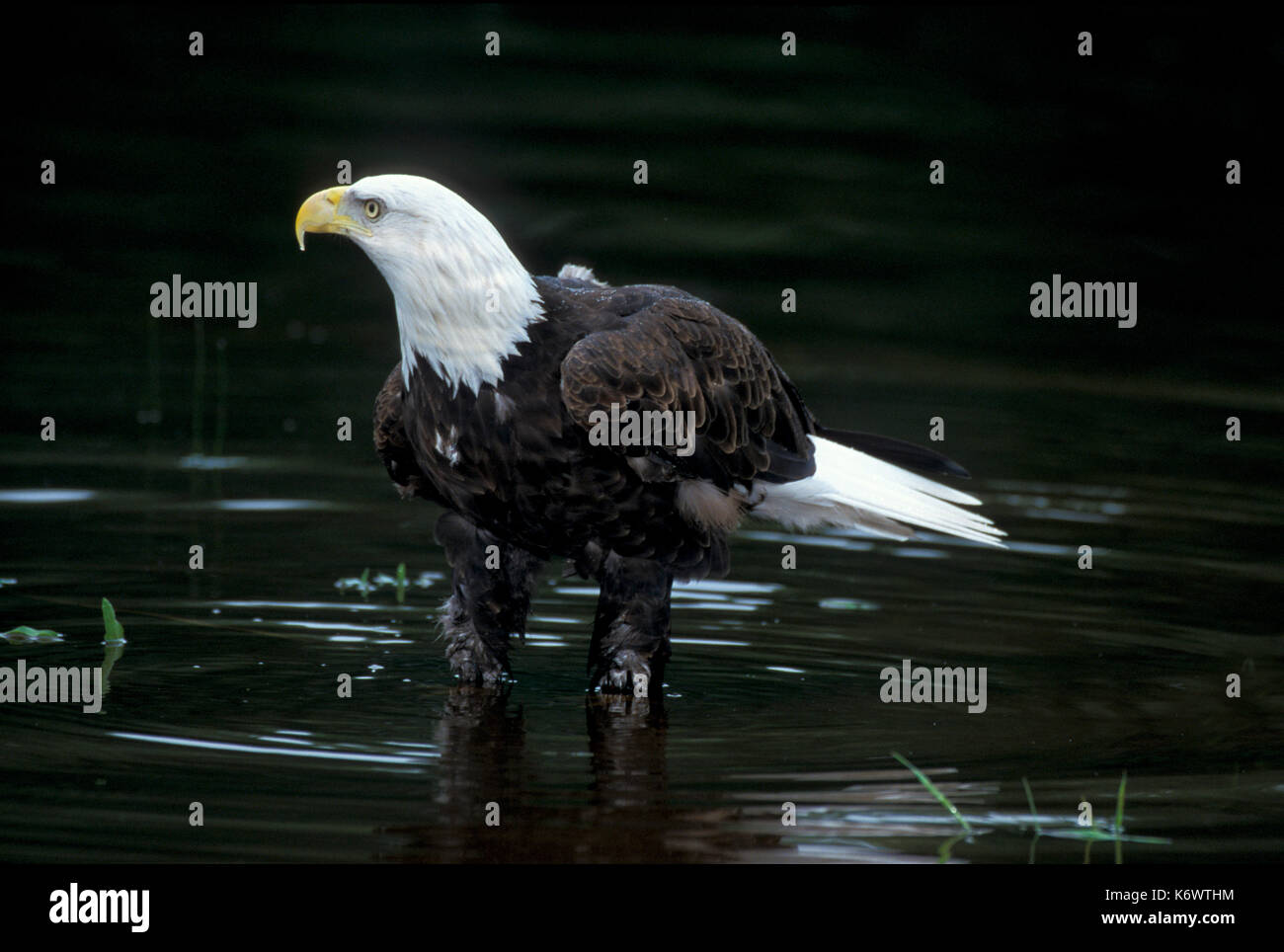 Aquila calva (Haliaeetus leucocephalus) - in acqua / fiume, agganciato bill, uccello da preda, Hunter, predator, carnivoro, Foto Stock