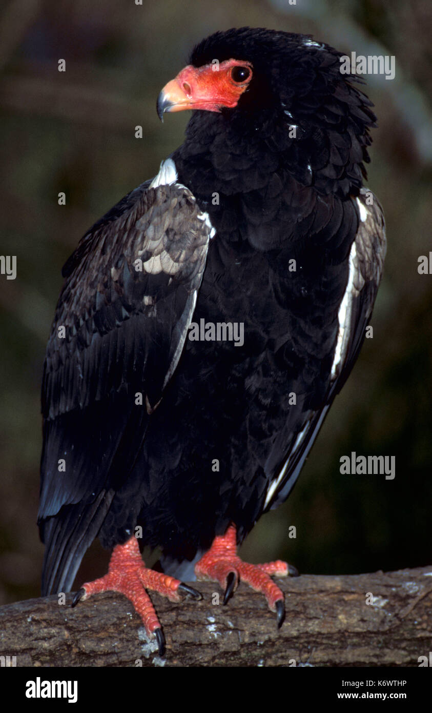 Bataleur eagle, terathopius ecaudatus, uccello da preda, nero con faccia rossa e artigli, captive. Foto Stock