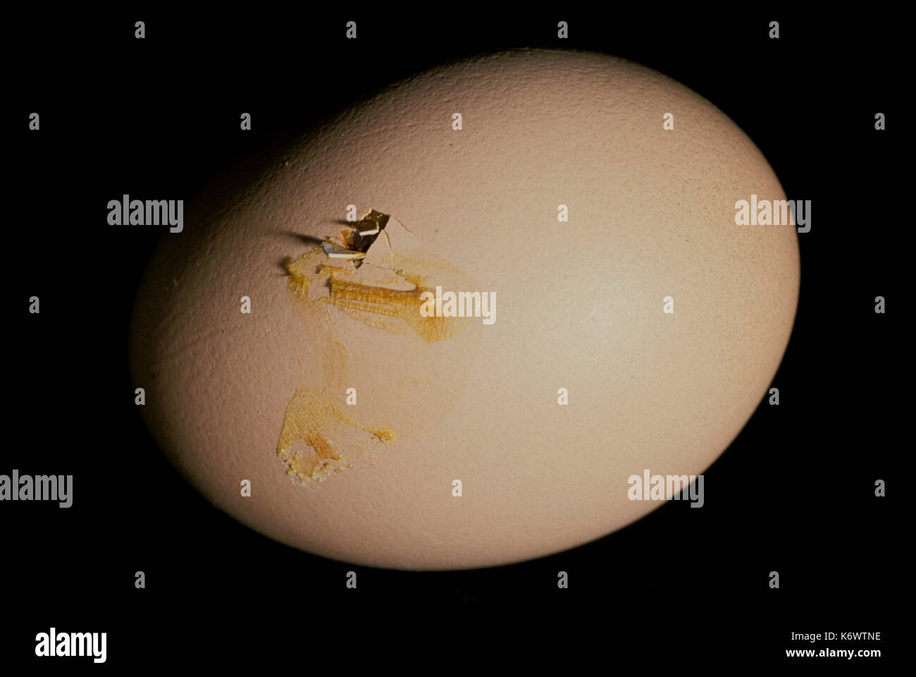 Uova di galline appena pipped, 21 giorni, captive, pollo, iniziando a botola, sfondo nero, tagliate Foto Stock
